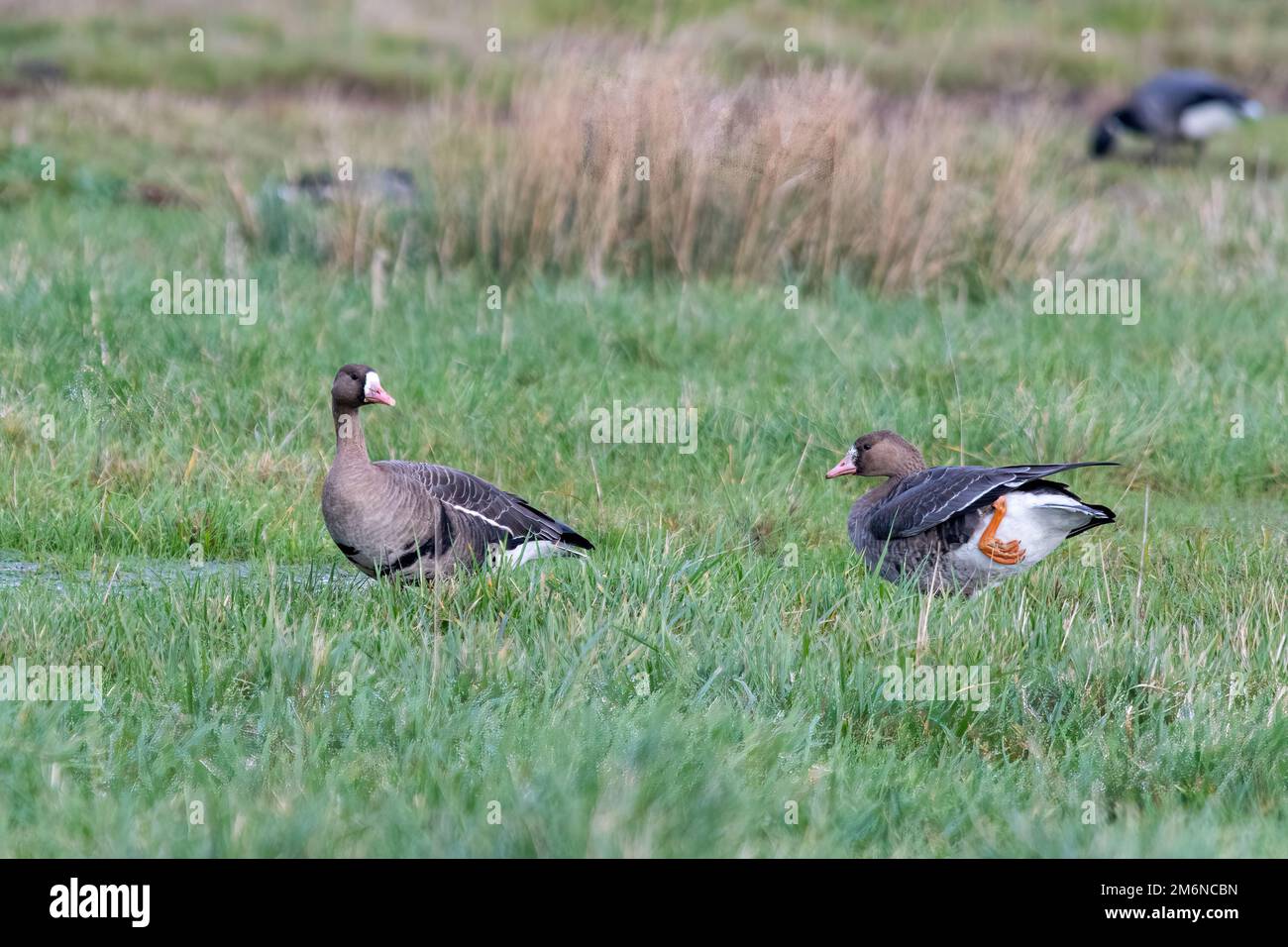 Bold black bars on the belly hires stock photography and images Alamy
