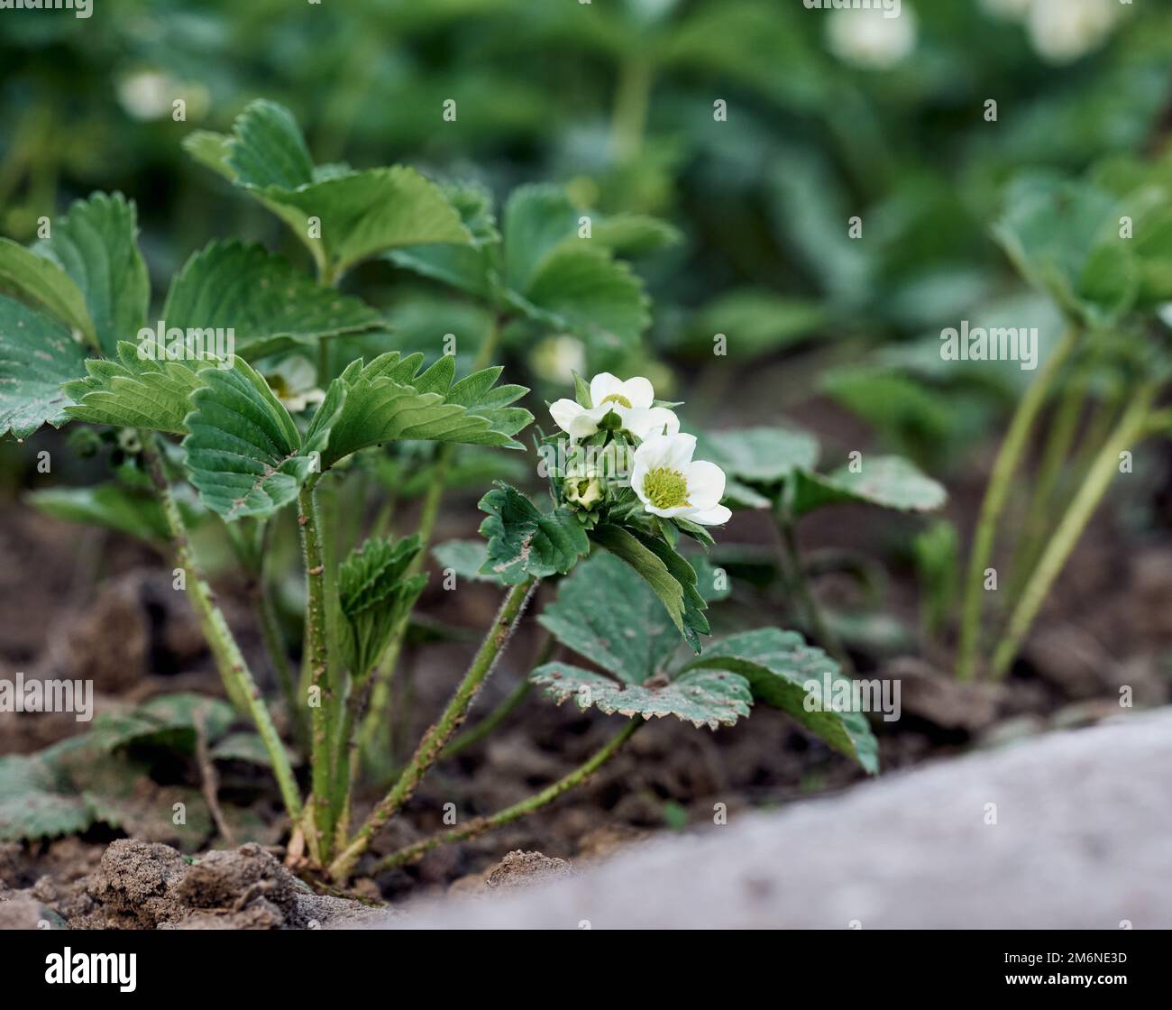 Strawberry bush with green leaves and white flowers in vegetable garden ...