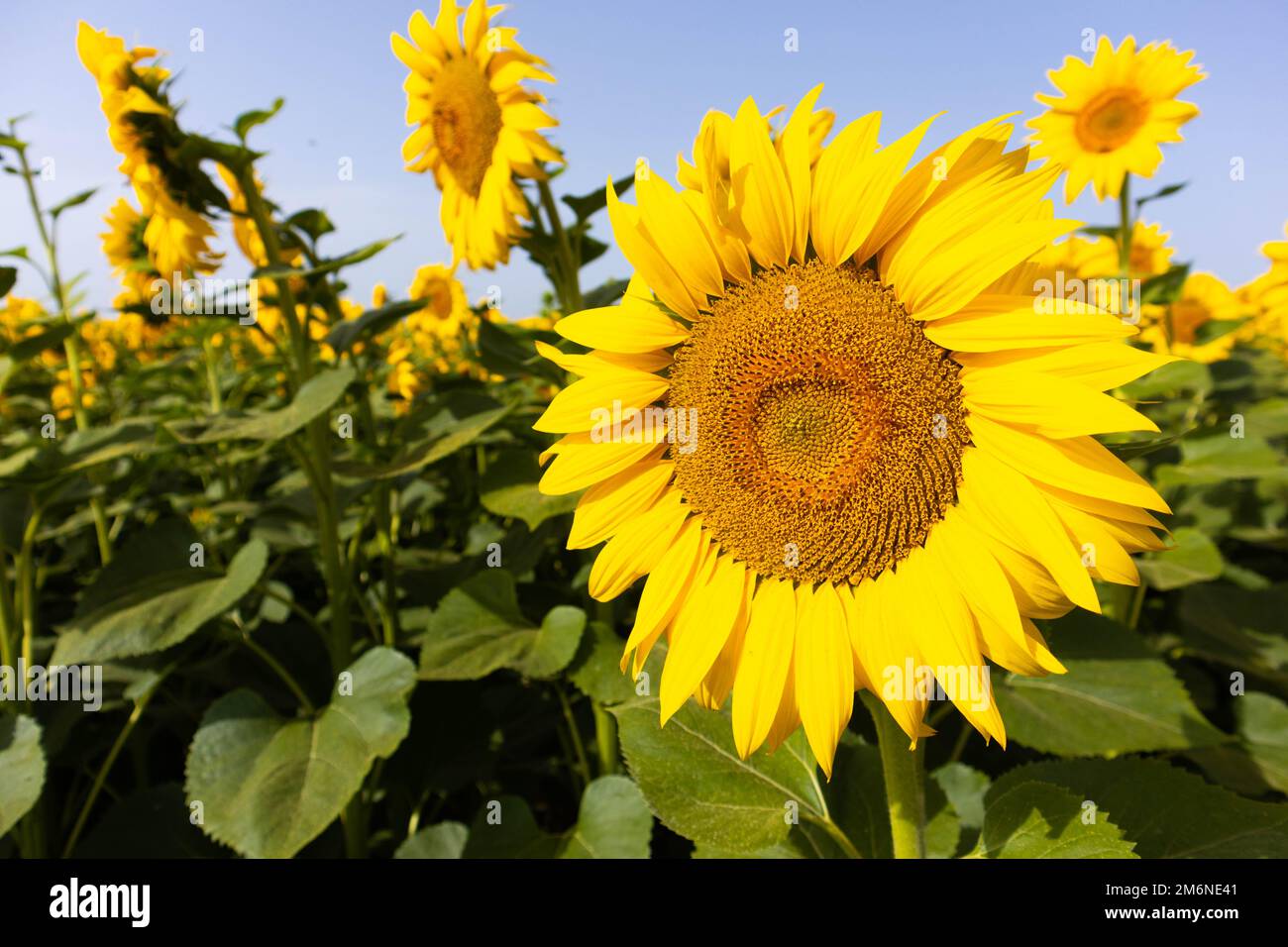 Sunflower cultivation in rural area, Emilia Romagna, Italy Stock Photo