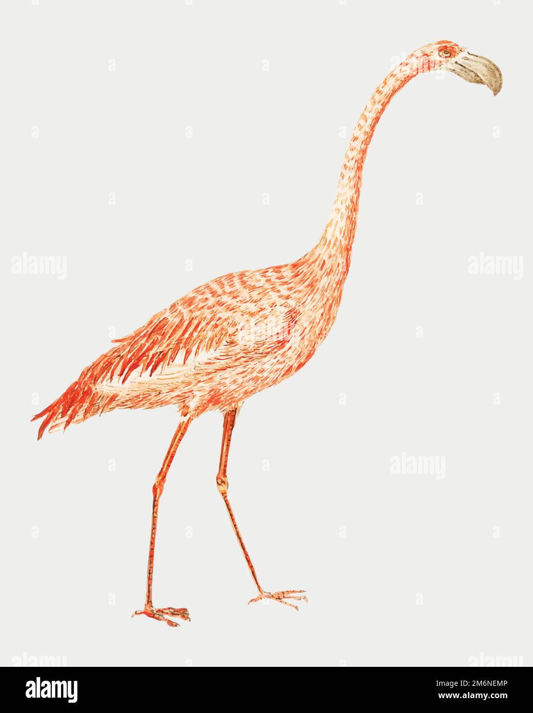 Vintage full length flamingo illustration vector Stock Vector Image