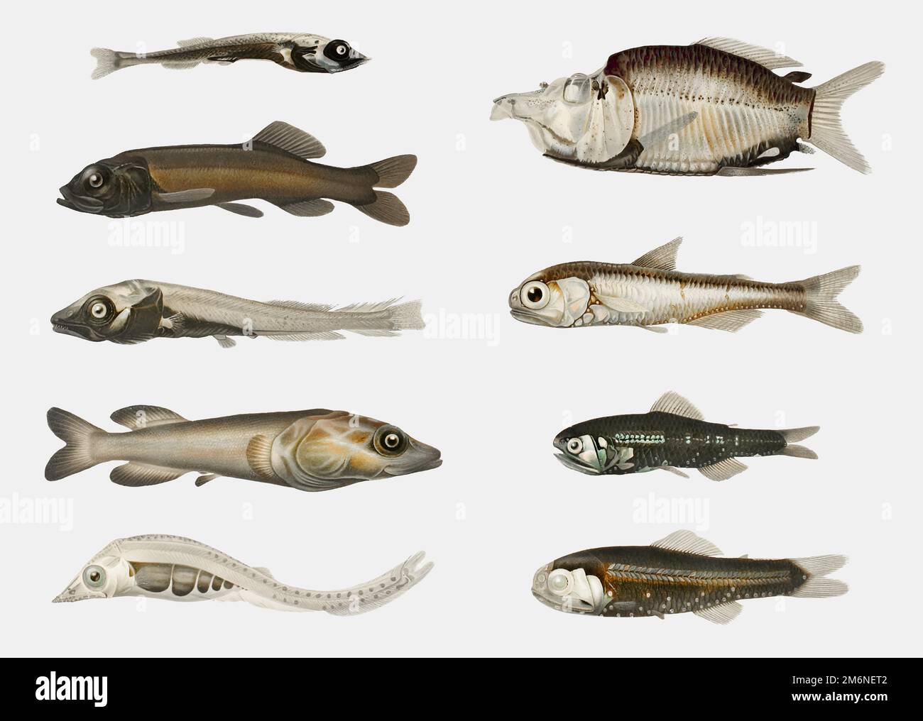 Fish varieties set illustration Stock Vector