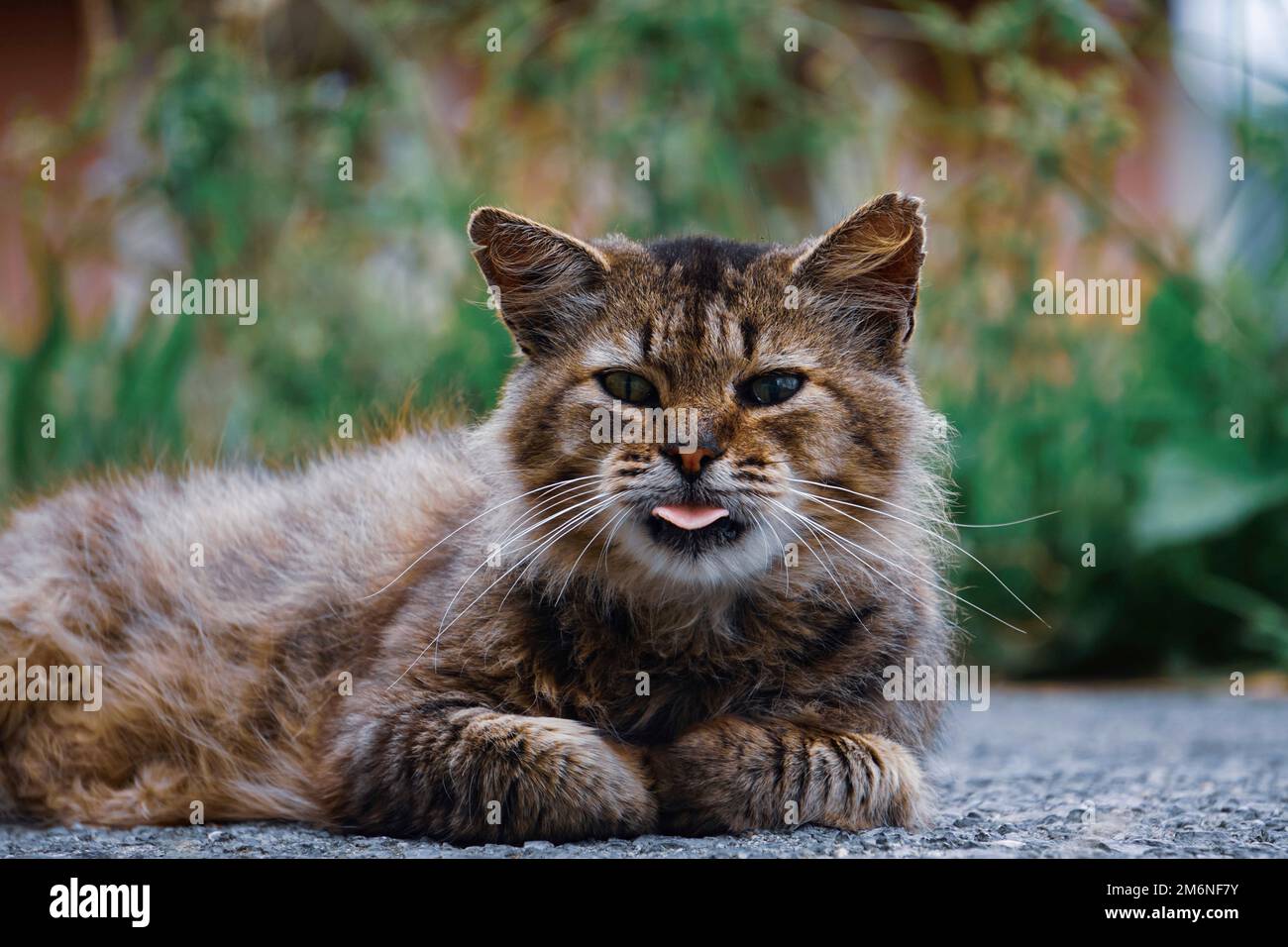 beautiful stray cat looking at the camera, cat portrait Stock Photo - Alamy