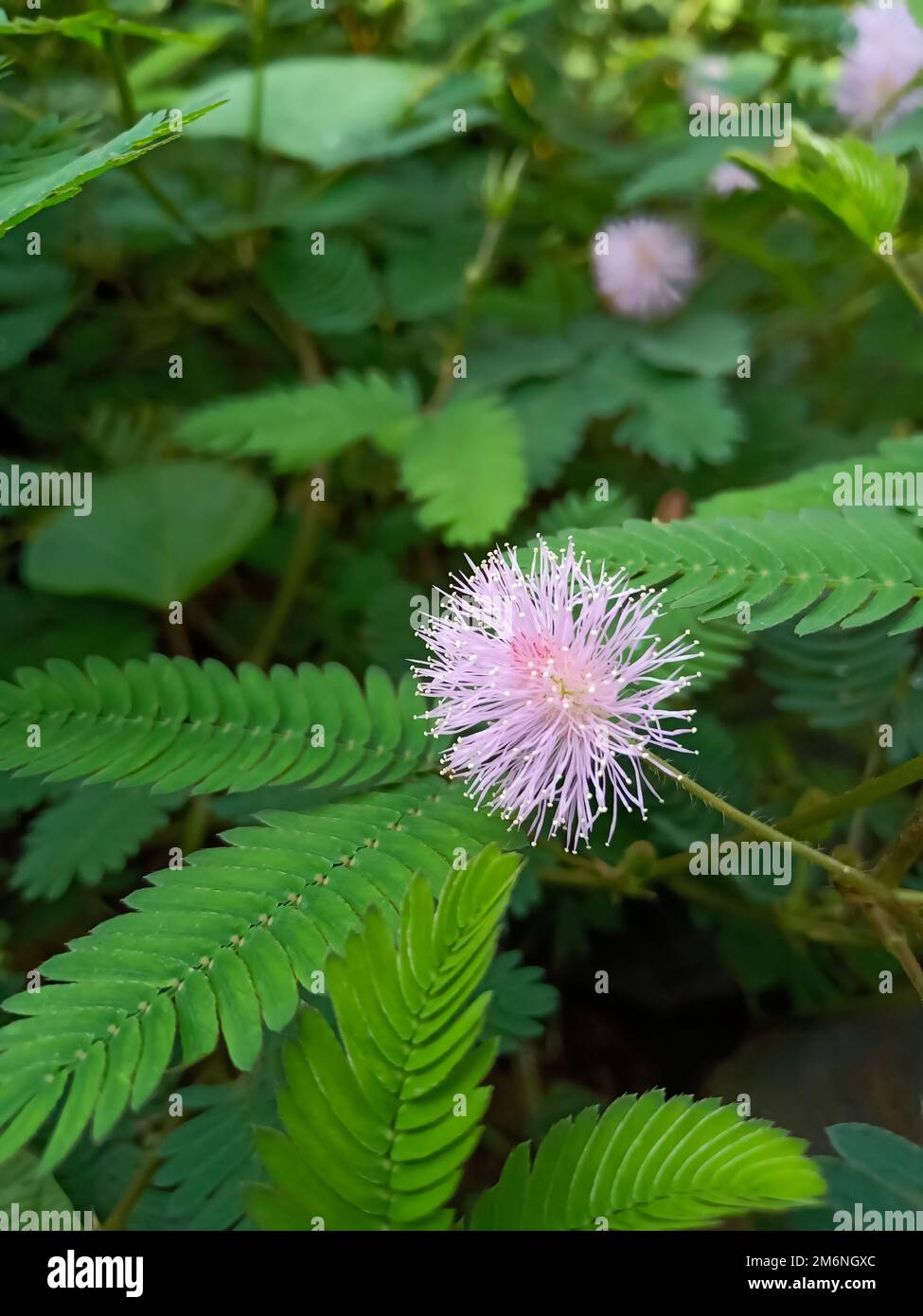 Mimosa sensitive plant ( lajalu, chui mui) in garden Stock Photo - Alamy