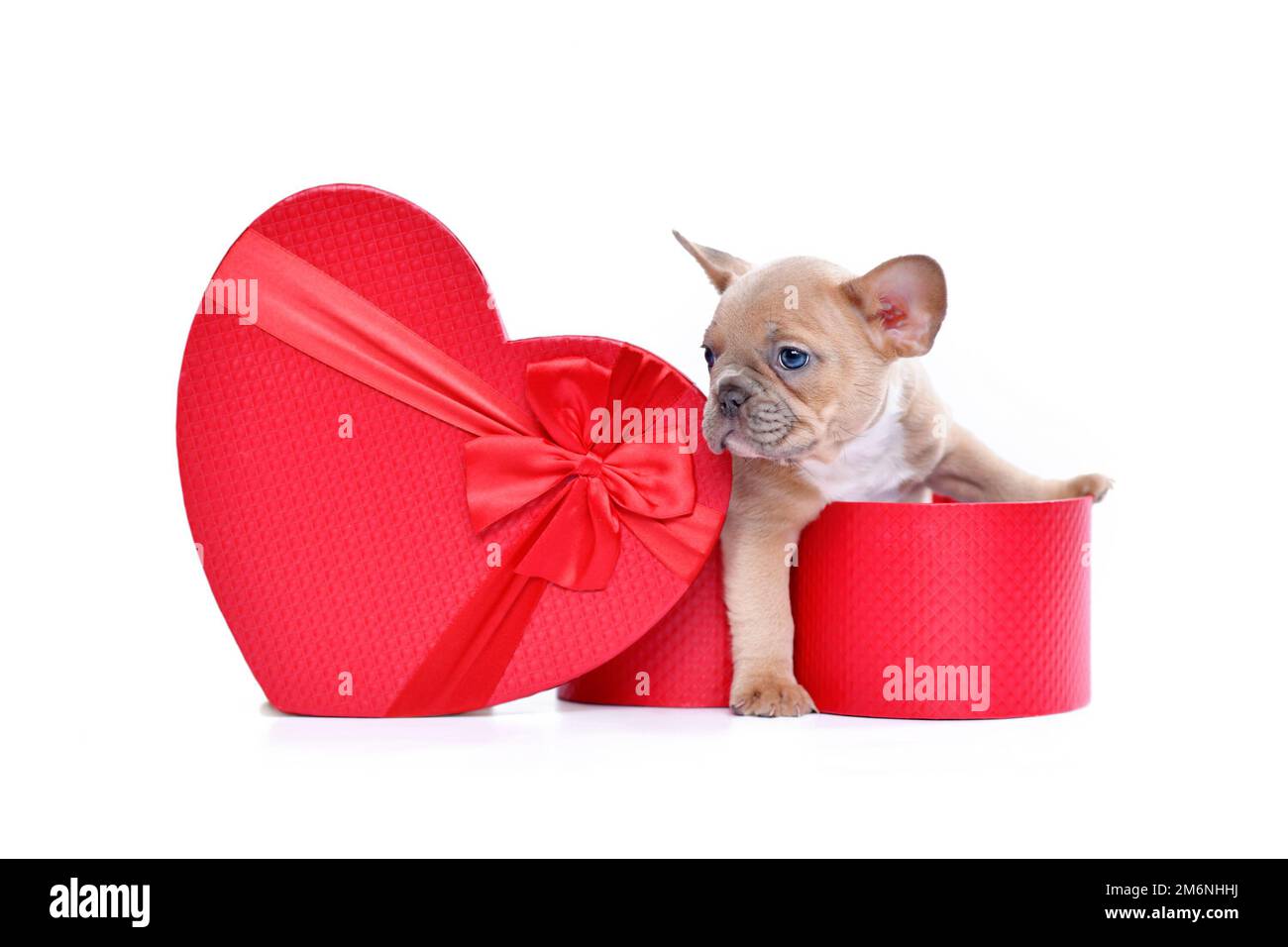 Valentine's day puppy. French Bulldog dog peeking out of red heart shaped gift box on white background Stock Photo