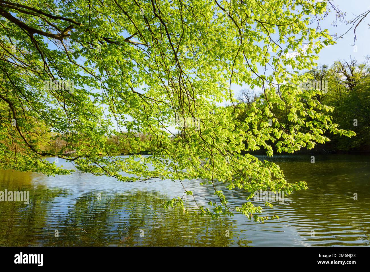 Fresh tree in spring on a lake Stock Photo