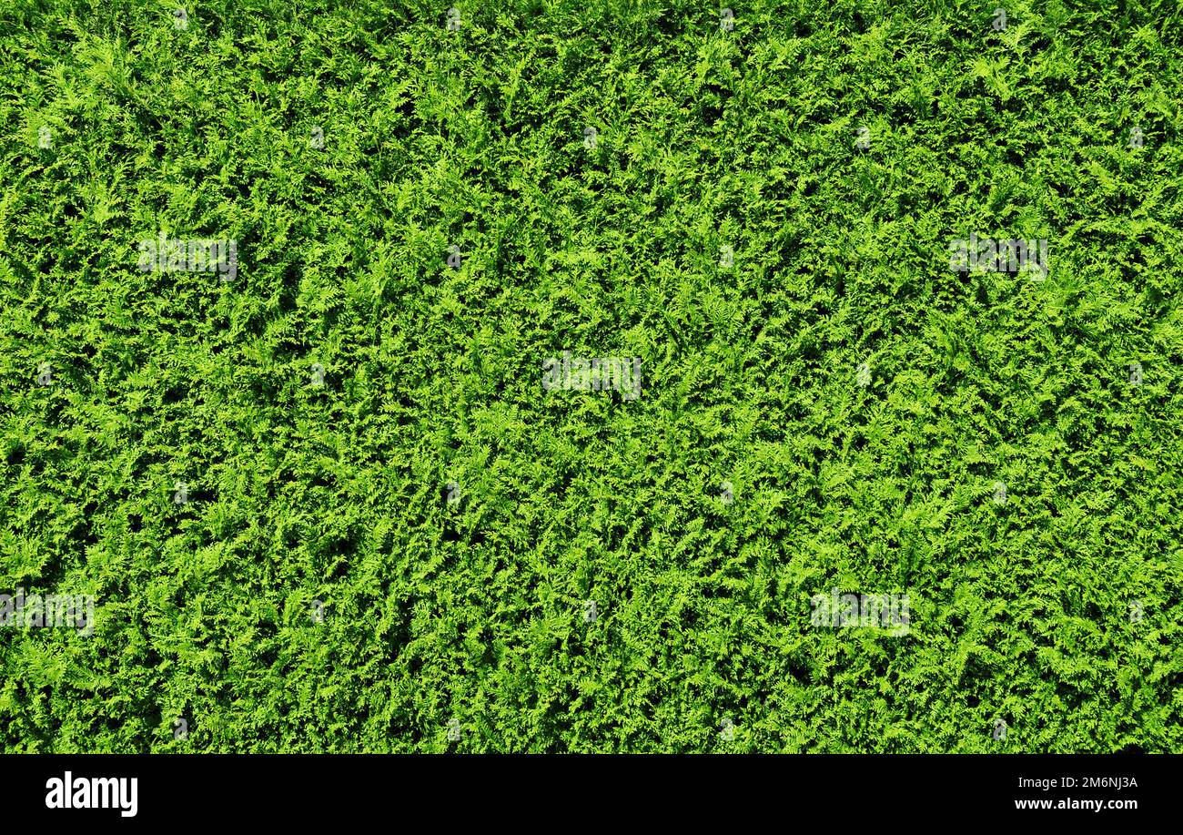 Green Thuja Hedge Background Pattern Texture Stock Photo