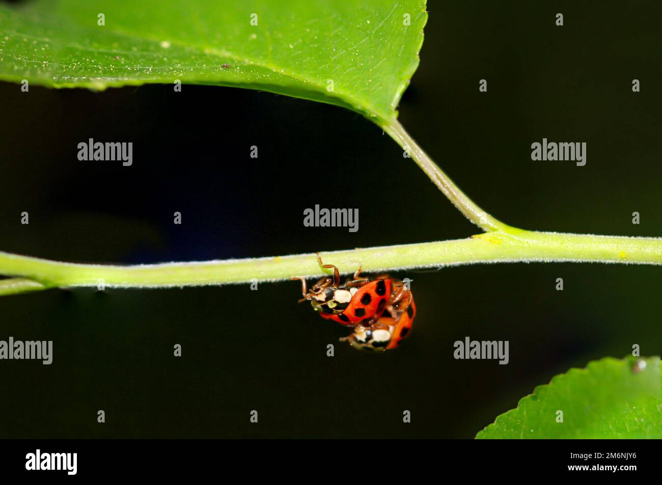 Two ladybugs sitting on a plant while mating Stock Photo - Alamy