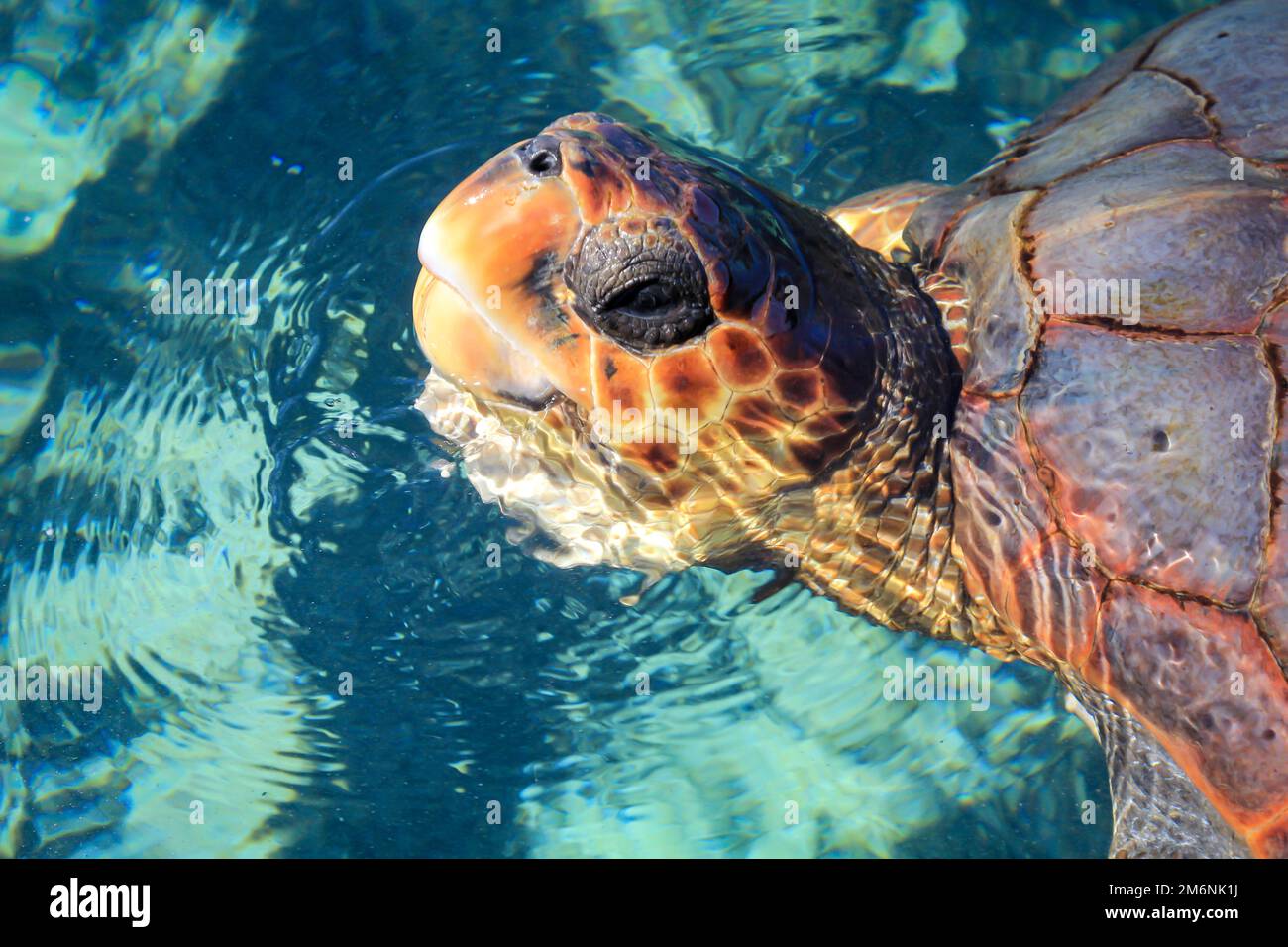 A shot of a protected sea turtle in the water. Stock Photo