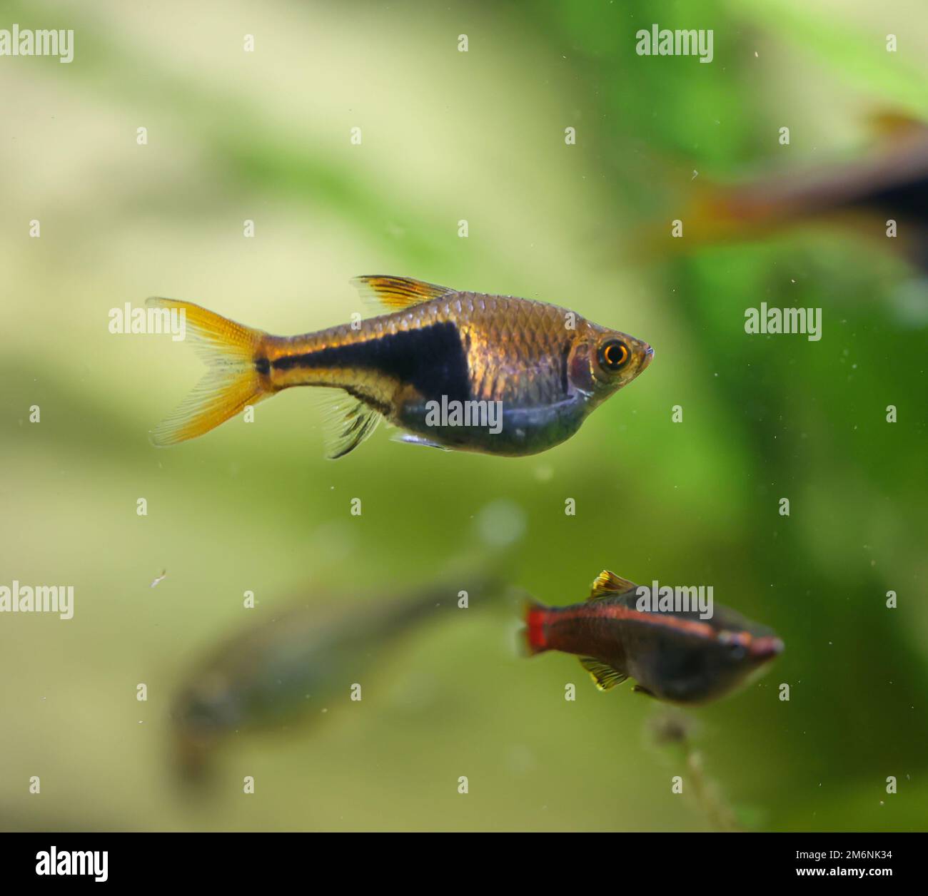 Close up of a fish, a wedge spotted danio in an aquarium. Stock Photo