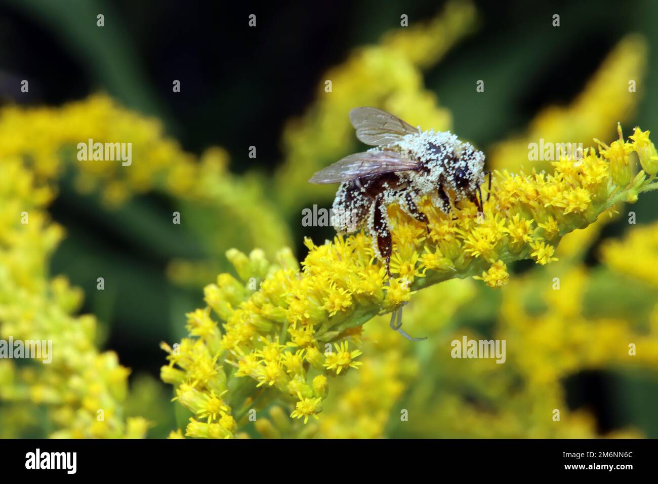 Bee covered with pollen on canadian goldenrod (Solidago canadensis) Stock Photo