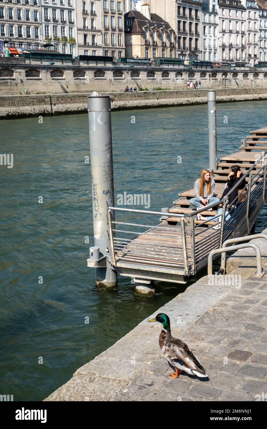 Female friends sitting on a pontoon on the banks of the Seine River in Paris, duck in the foreground Stock Photo