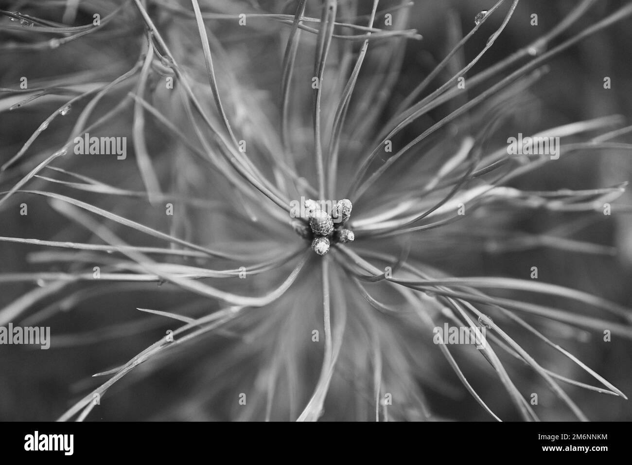 Light cones Black and White Stock Photos & Images Alamy