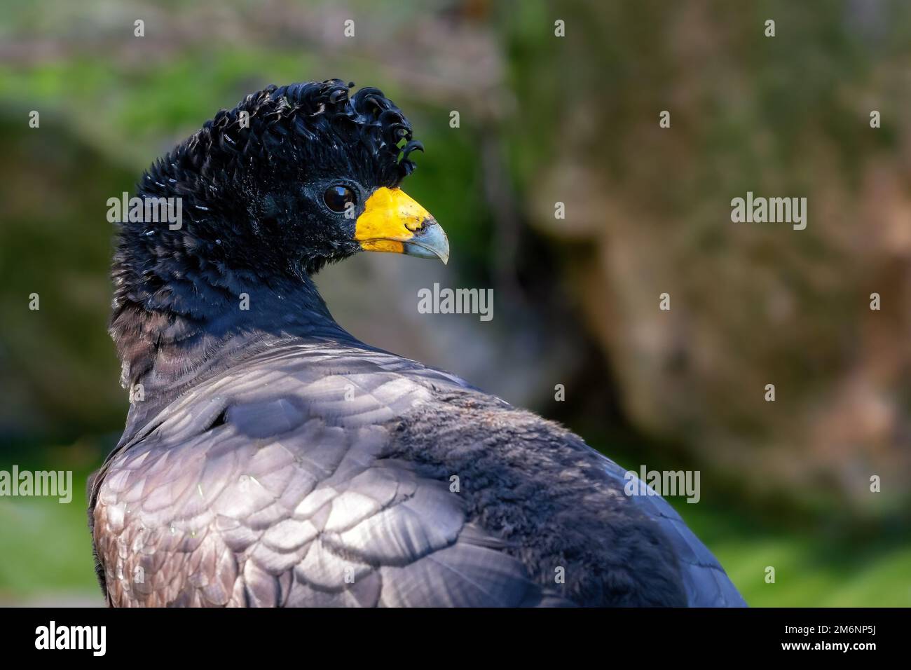 Portrait of the black curassow (Crax alector) Stock Photo