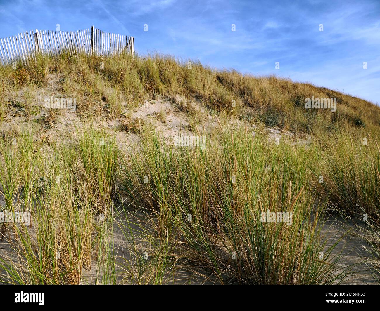 Dunes at Berck sur Mer, a commune in the northern French department of Pas-de-Calais.It lies within the Marquenterre regional park, Stock Photo