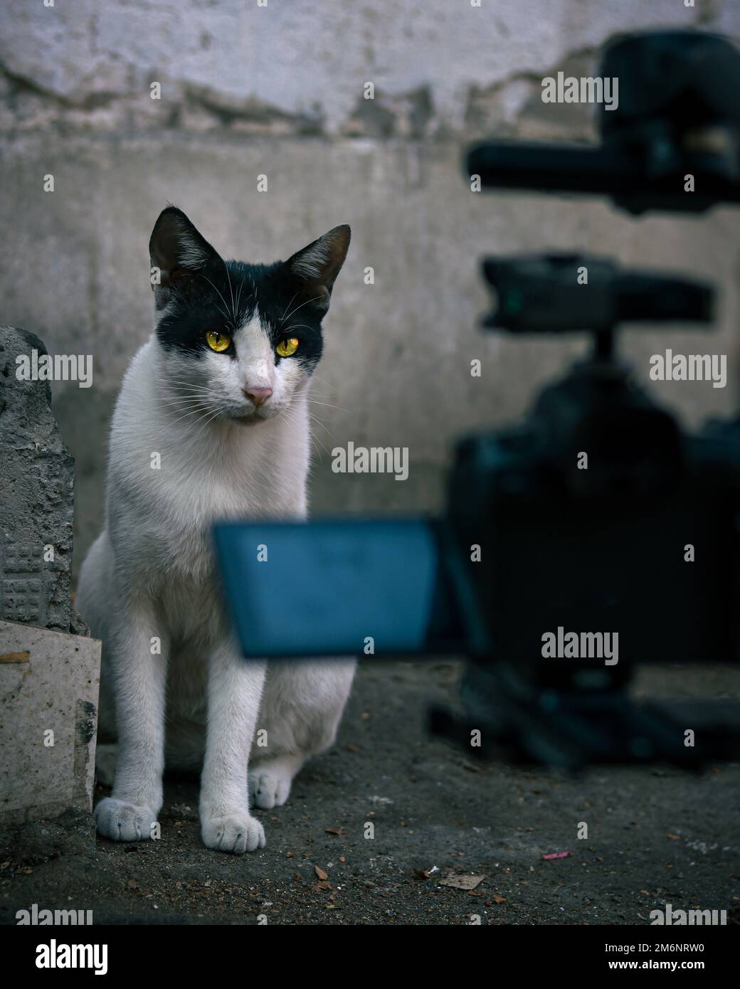 A black and white cat in background of wall Stock Photo - Alamy
