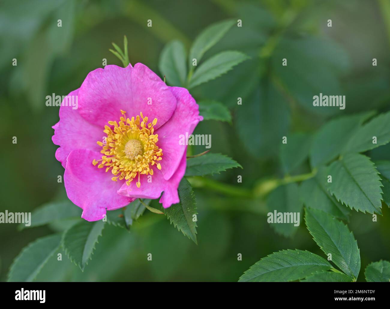 Heckenrose 'pink spec.' Stock Photo
