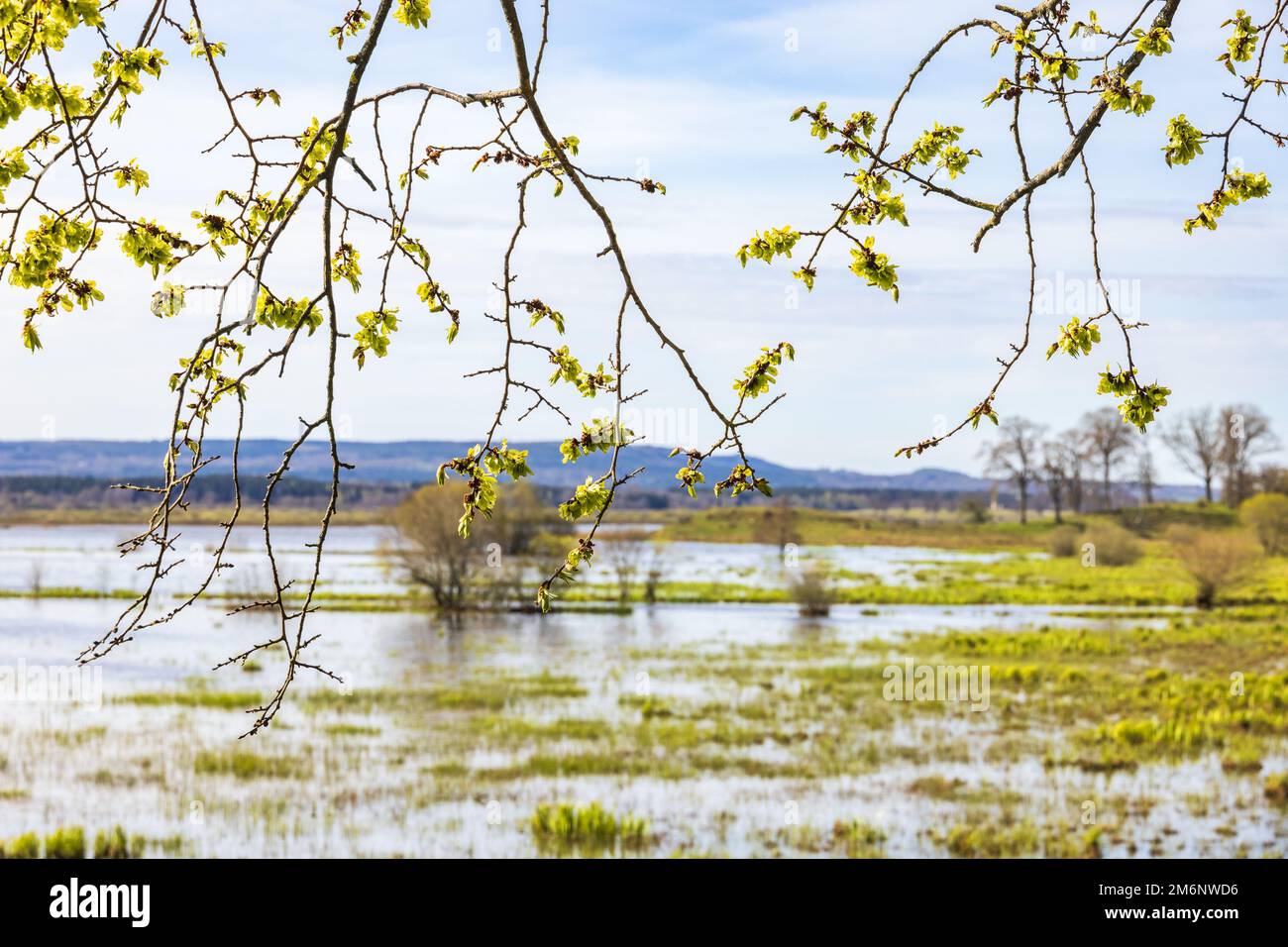 Lush green tree branches in spring Stock Photo