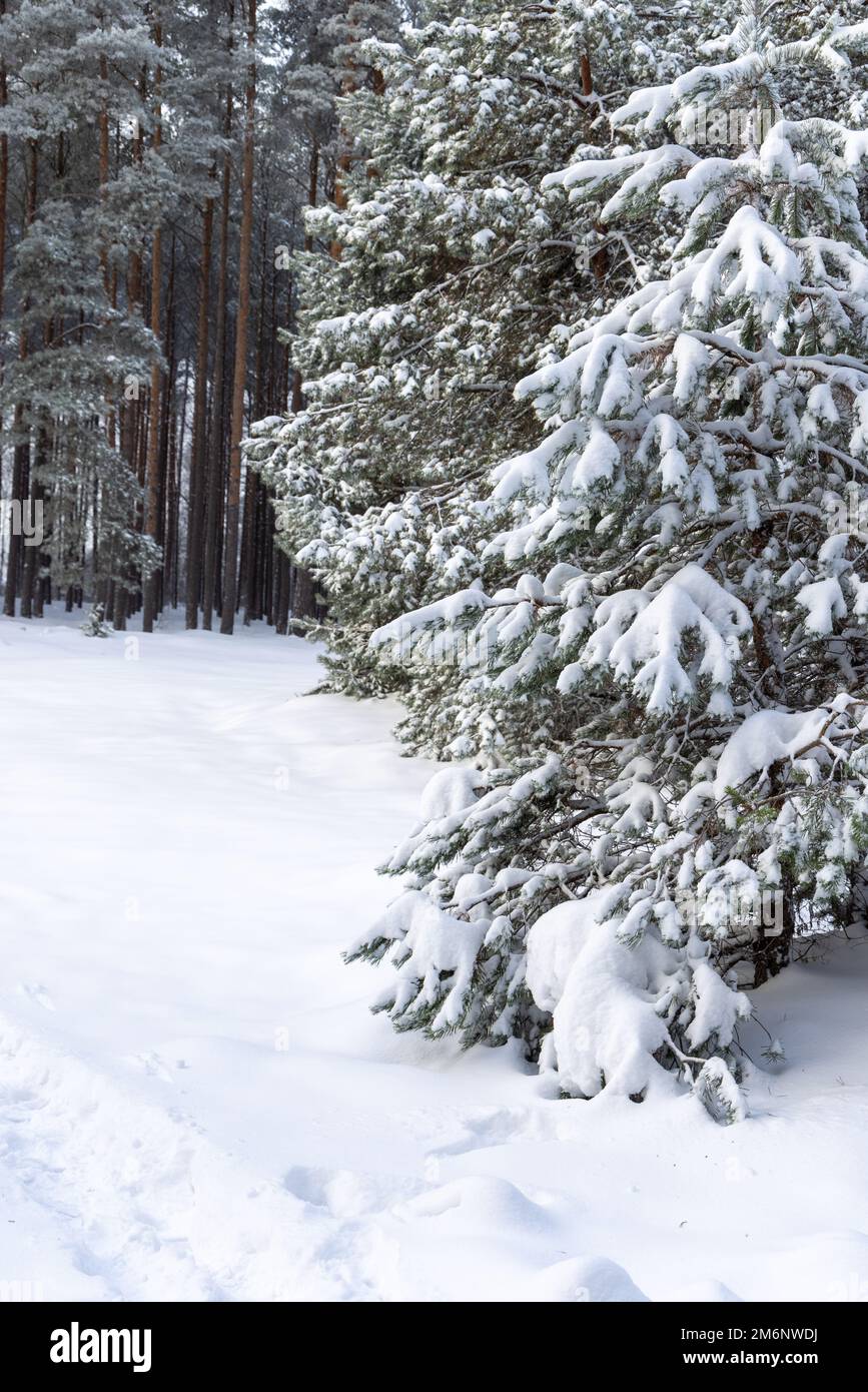 Forest in the snow. Pine tree branches covered with snow. Frozen tree branch in winter forest. Stock Photo