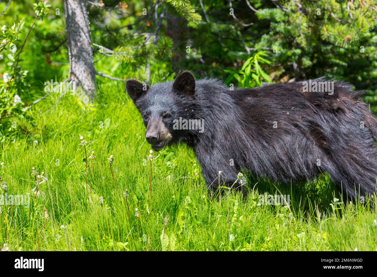 Black bear in summer hi-res stock photography and images - Alamy