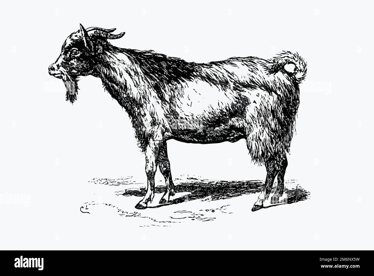 Rural goat illustration vector Stock Vector