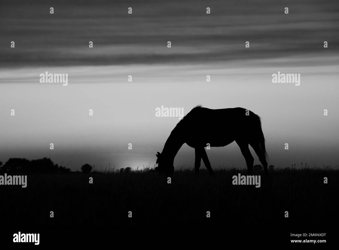 Horse in pampas sunset.Argentina Stock Photo Alamy