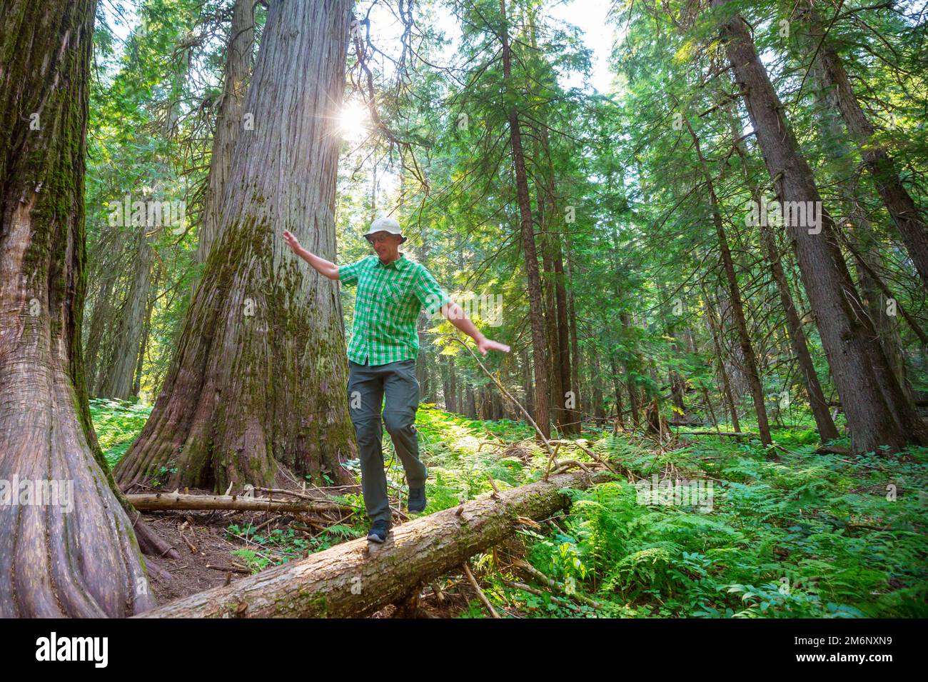 Hike in the forest Stock Photo - Alamy