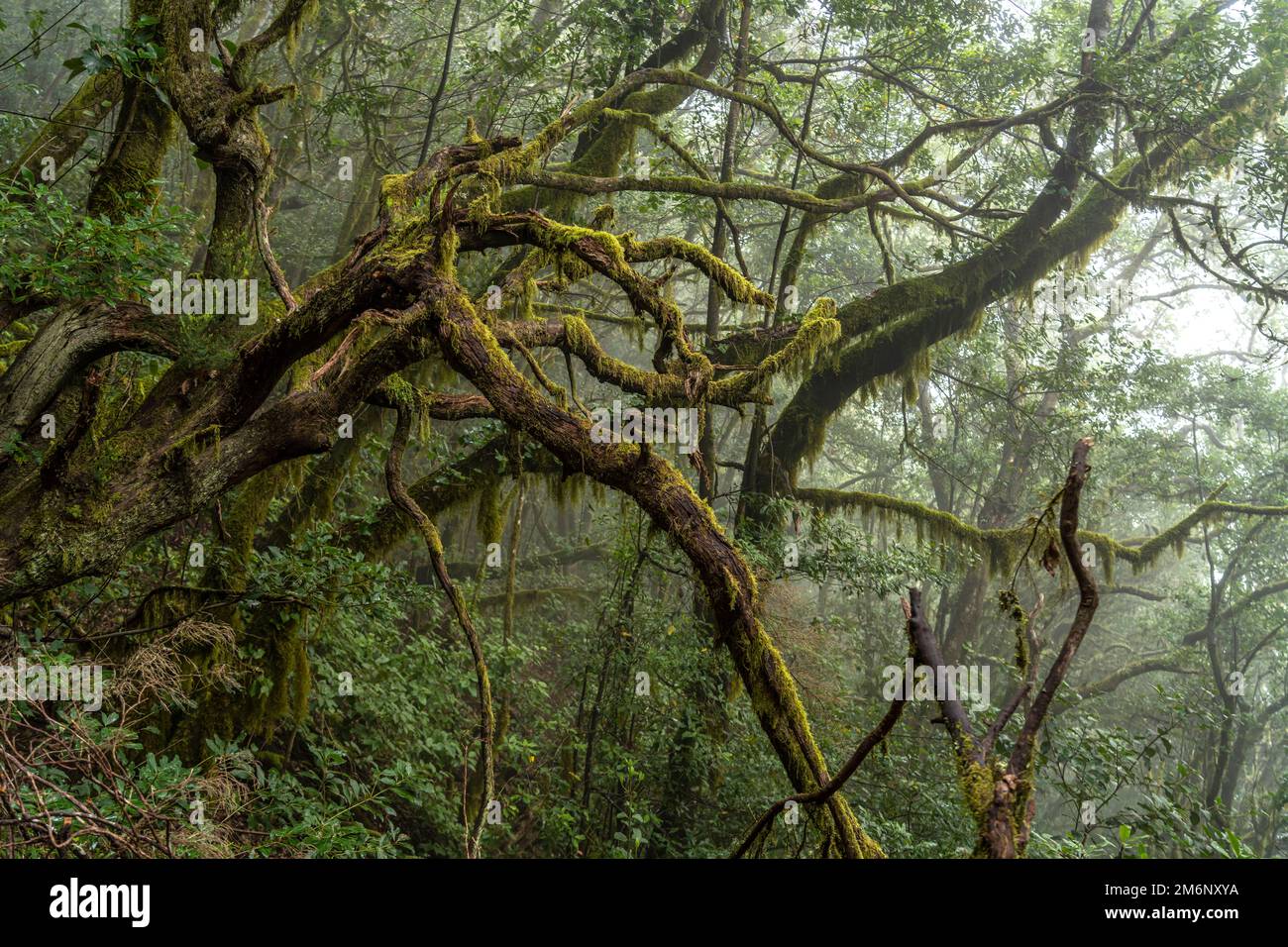 Lorbeerwald El Cedro im Nationalpark Garajonay, UNESCO Welterbe auf der Insel La Gomera, Kanarische Inseln, Spanien |   El Cedro laurel forest,  Garaj Stock Photo