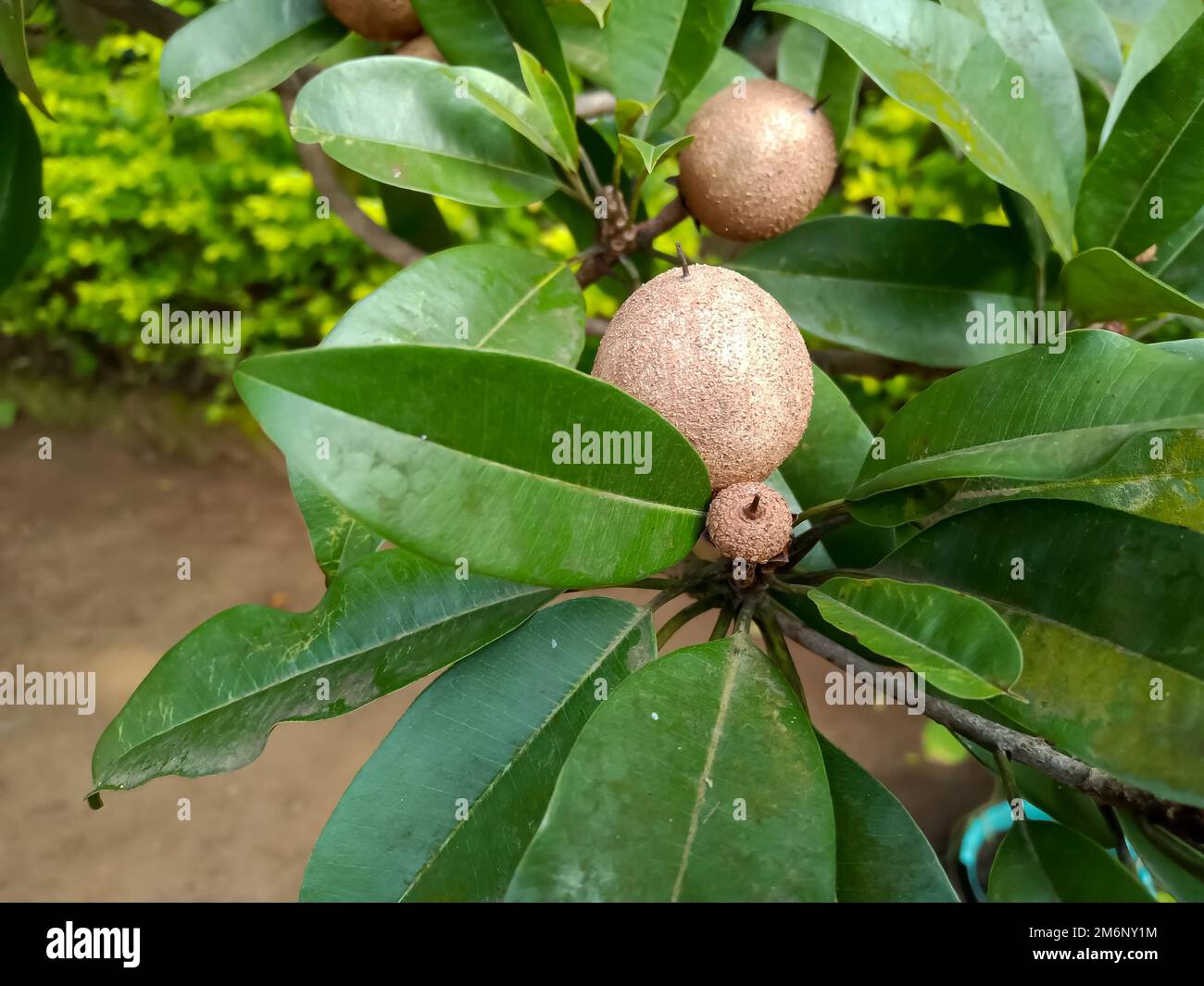 Chiku fruits tree in Indian agriculture farm Stock Photo