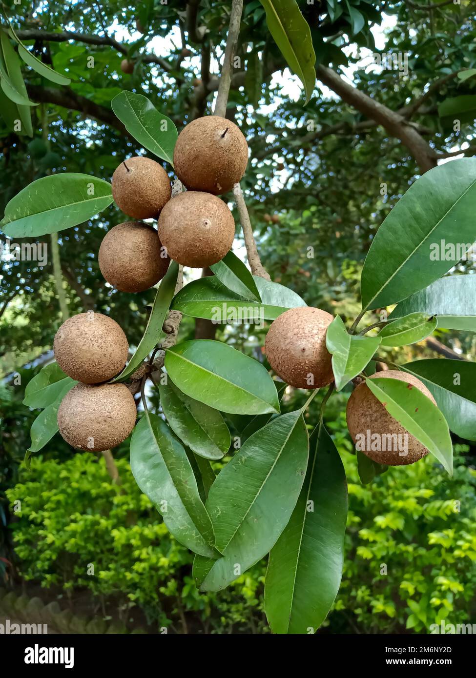 Chiku fruits tree in Indian agriculture Stock Photo