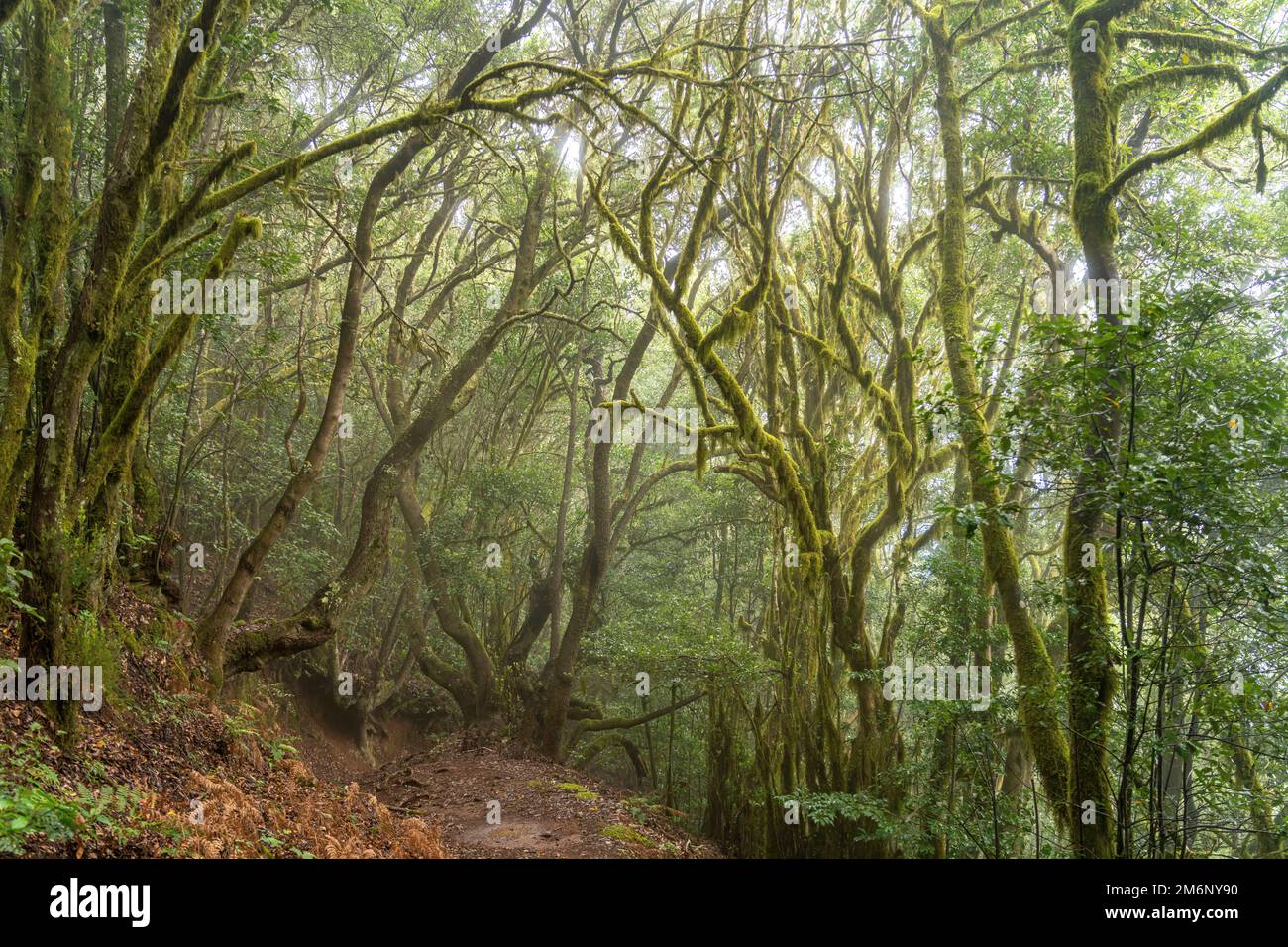 Lorbeerwald El Cedro im Nationalpark Garajonay, UNESCO Welterbe auf der Insel La Gomera, Kanarische Inseln, Spanien |   El Cedro laurel forest,  Garaj Stock Photo