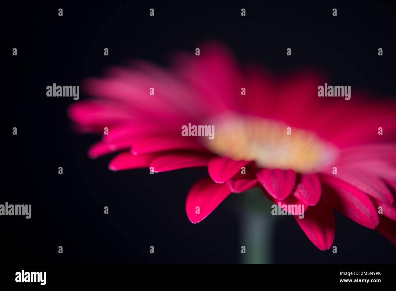 Focus on petal edges of a red Gerbera Daisy Stock Photo - Alamy