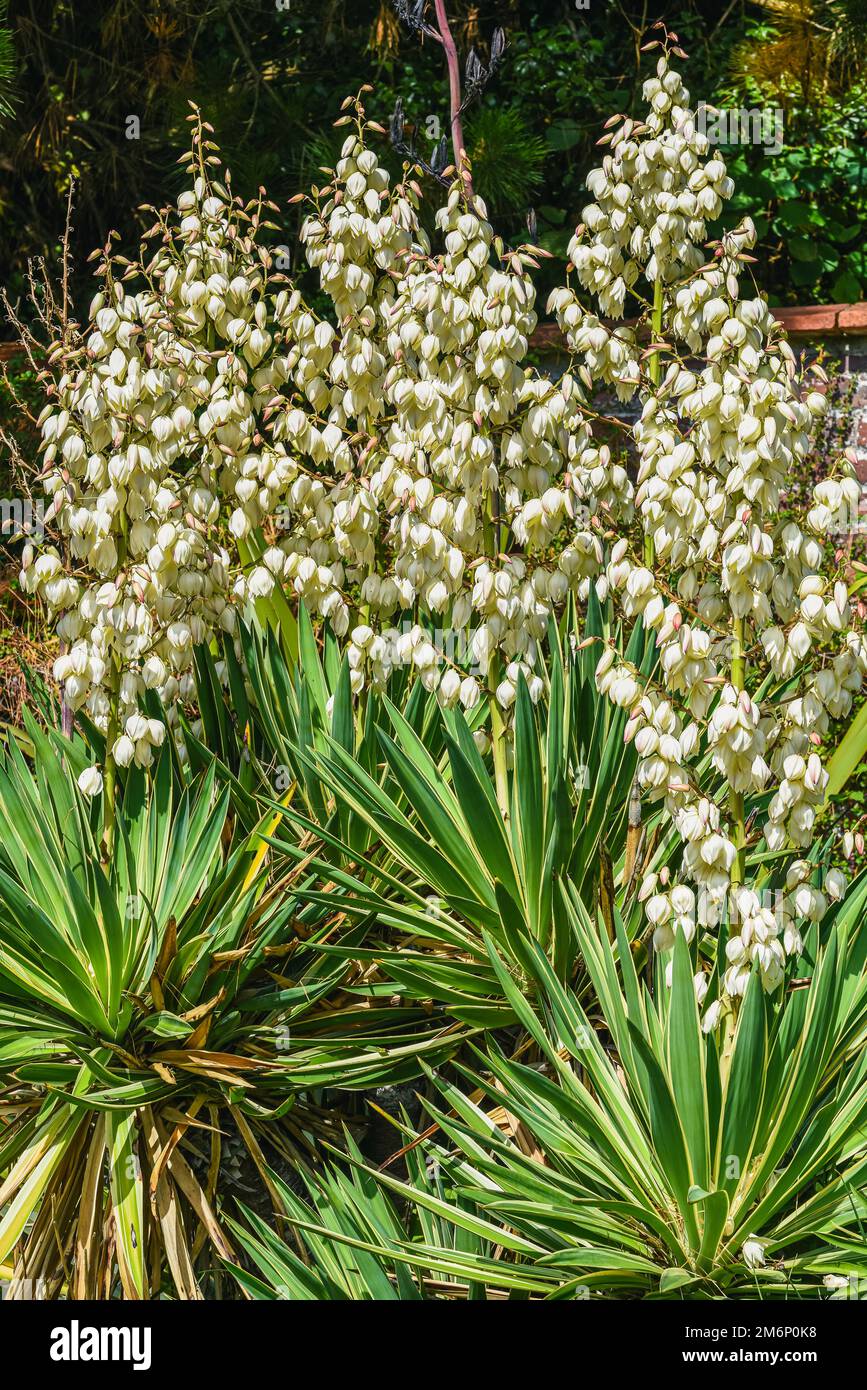 Adams Needle, Yucca Filamentosa, Gardens, Devon, England Stock Photo Alamy
