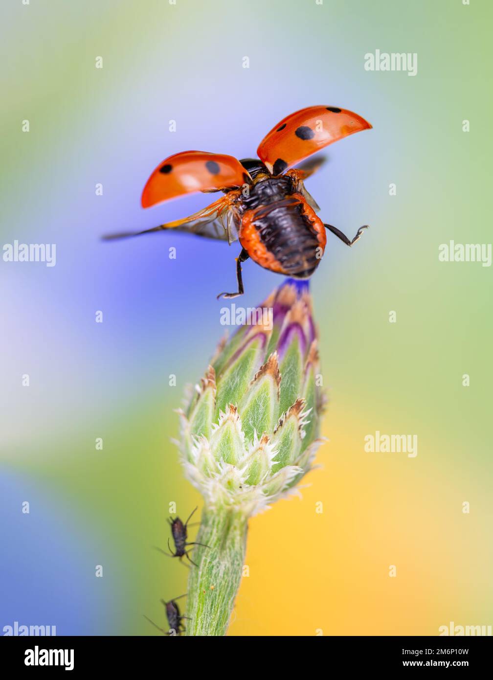 flying ladybird, Coccinella septempunctata in flight, Coccinella septempunctata in flight flying ladybird,Abfliegender Marienkäfer Stock Photo