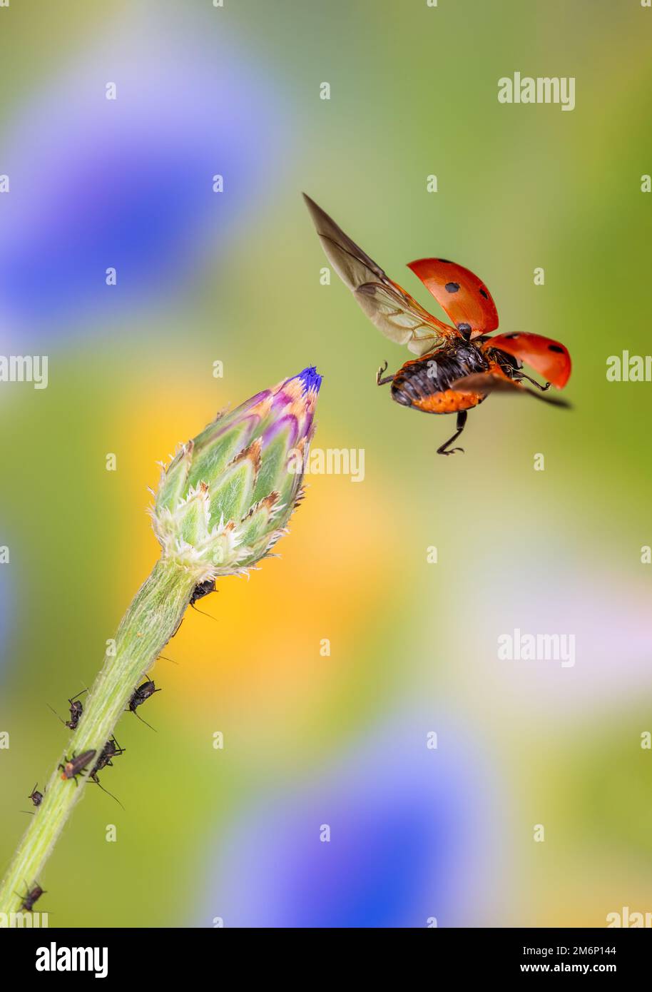 flying ladybird, Coccinella septempunctata in flight, Coccinella septempunctata in flight flying ladybird, fliegender Marienkäfer Stock Photo