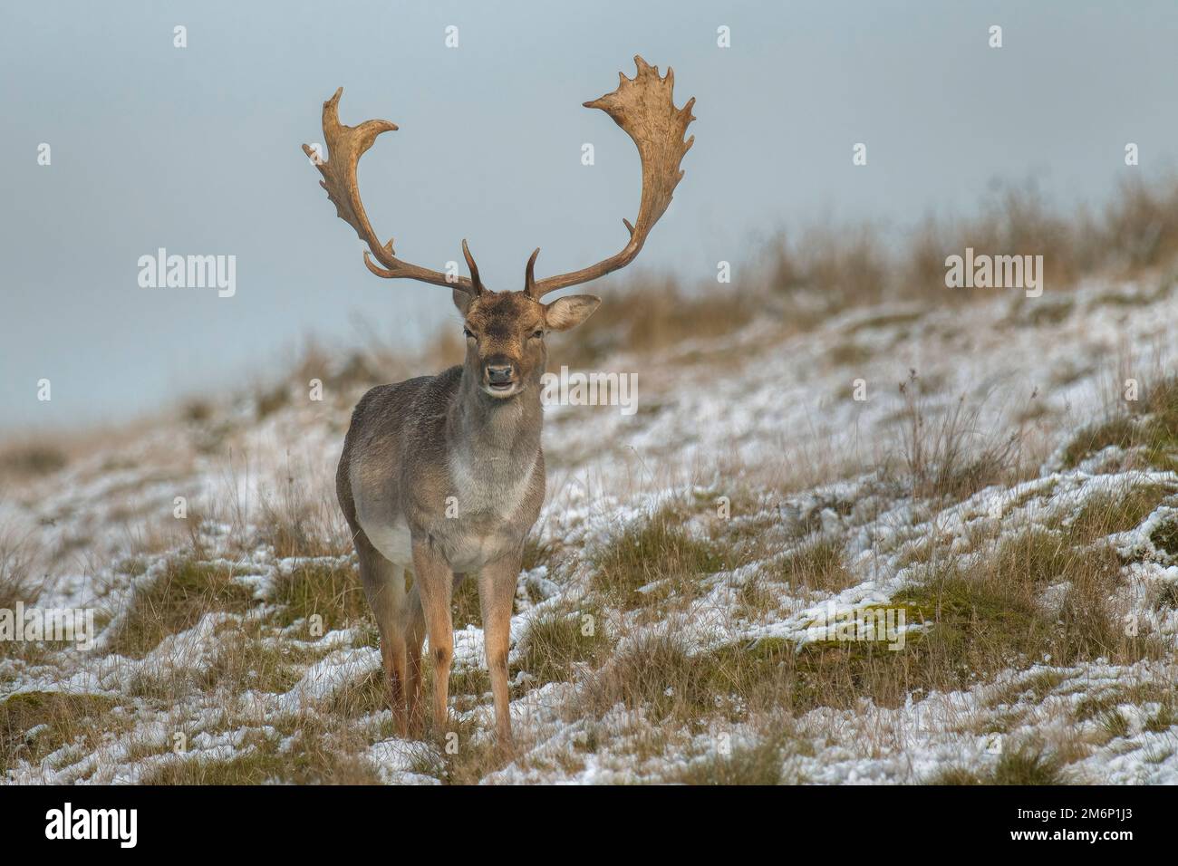 Large stag male Fallow Deer with large curved antlers walks across snow covered hillside and front on to camera in English winter scene West Sussex Stock Photo