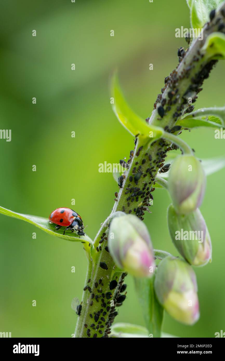 Ladybird eats aphid Stock Photo