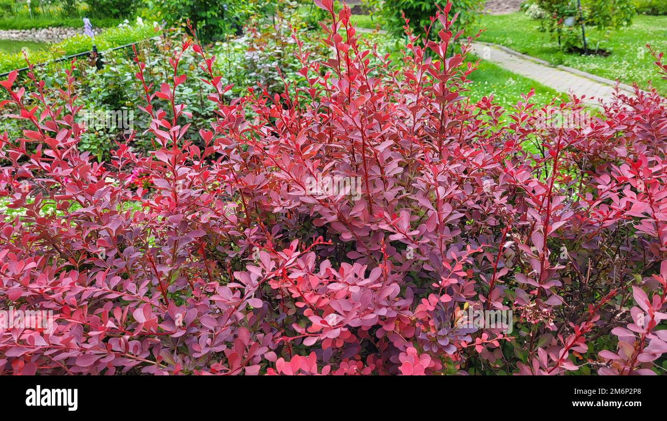Shrub, a species of the genus Barberry of the family Barberry with red leaves. Stock Photo