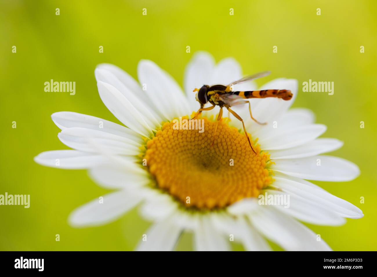 Sphaerophoria scripta insect on daisy flower Stock Photo