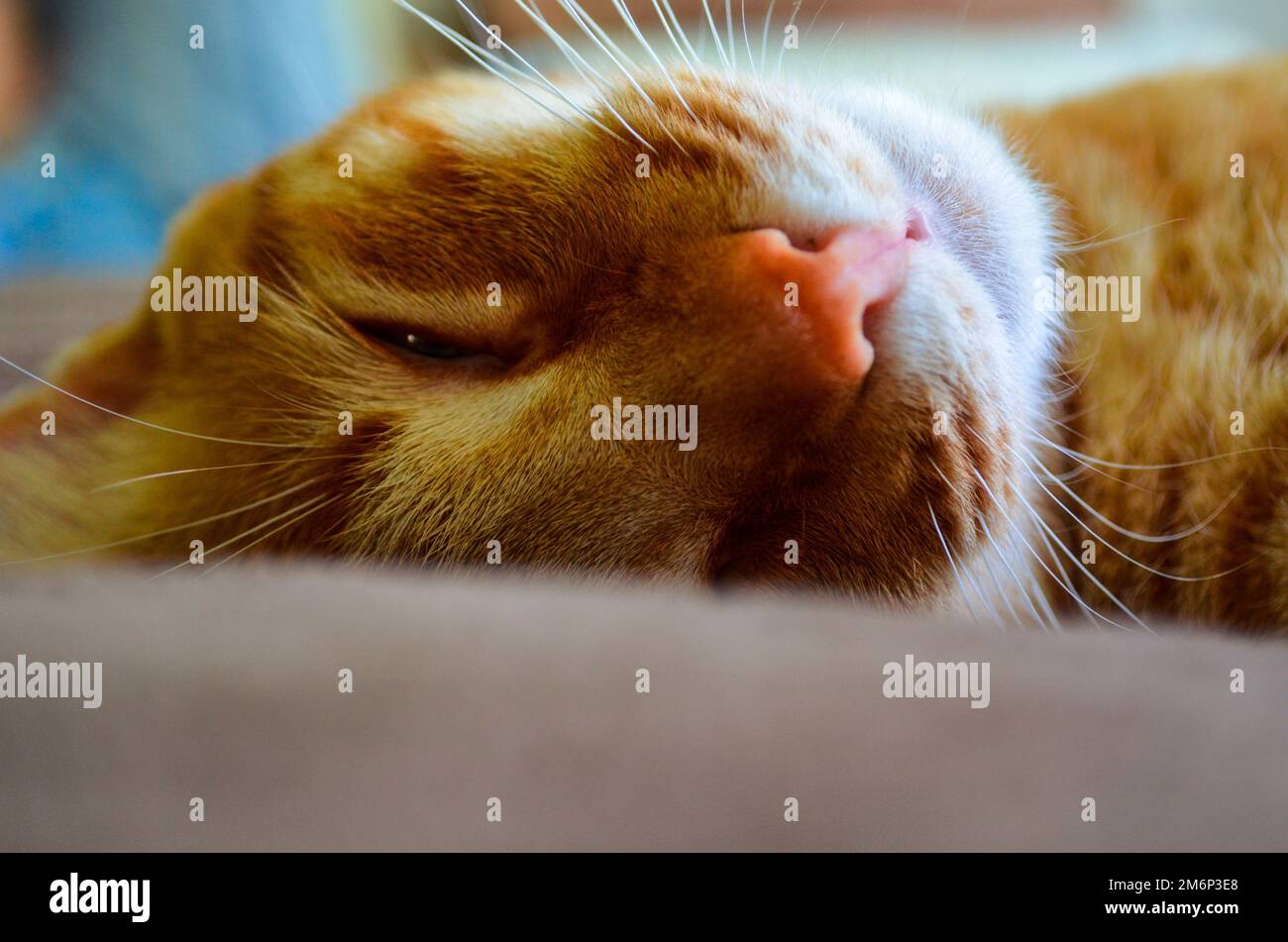 An adorable sleepy ginger cat Stock Photo Alamy