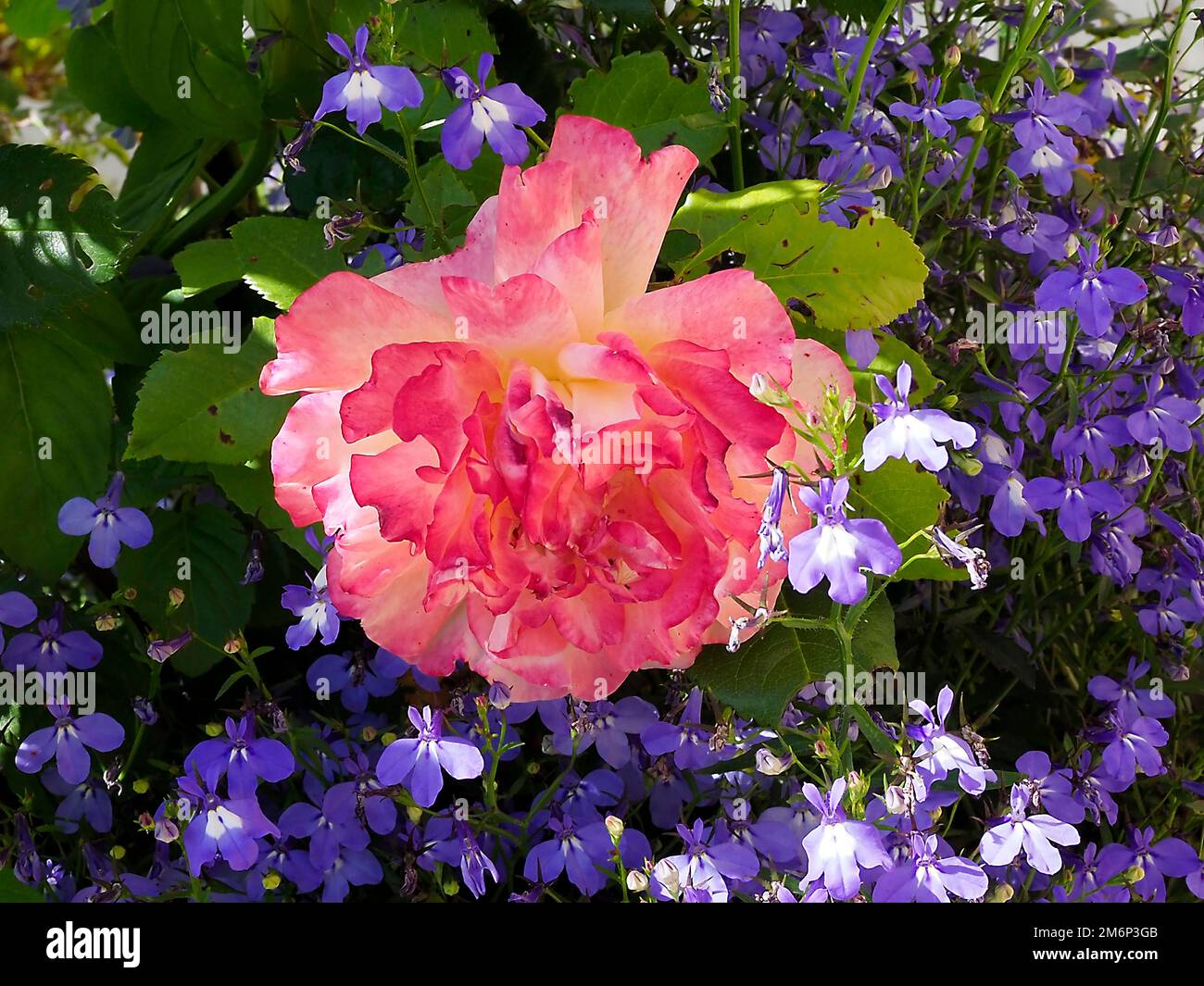 Closeup of pink rose flowers among blue lobebelia flowers in a french garden Stock Photo