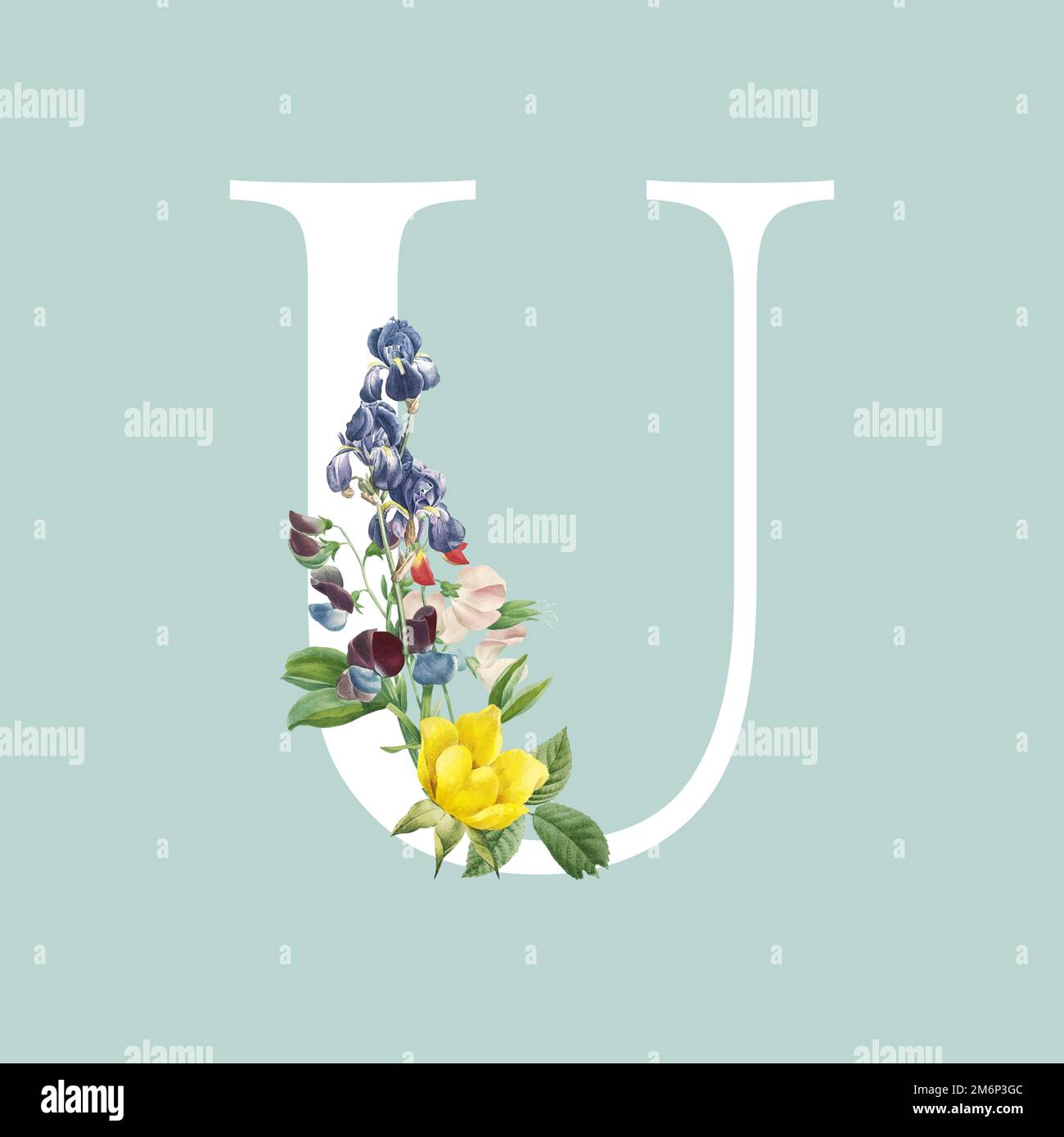 Floral capital letter U alphabet vector Stock Vector