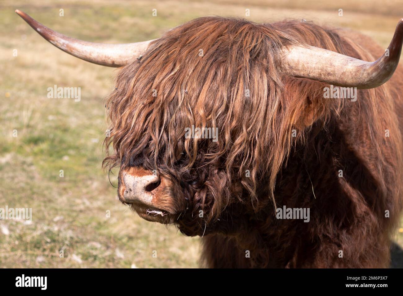 Highland cattle with long hair Stock Photo