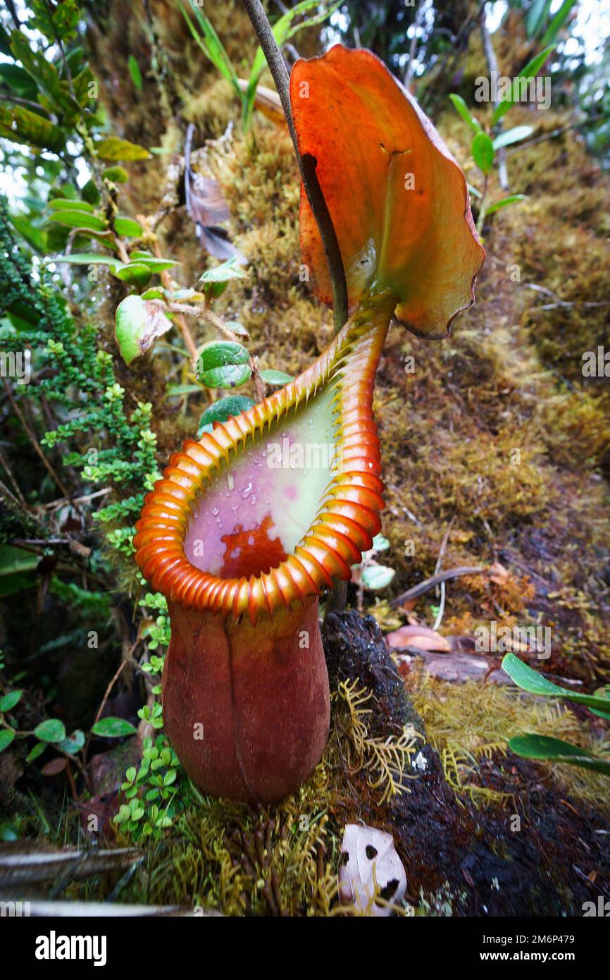 Sabah Borneo - Nepenthes Stock Photo
