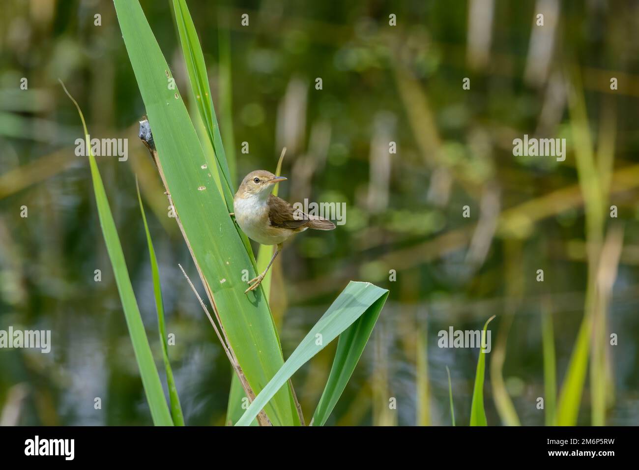 Reed Warbler, Acrocephalus scirpaceus, climbing a reed stem, frontal view facing left. Stock Photo