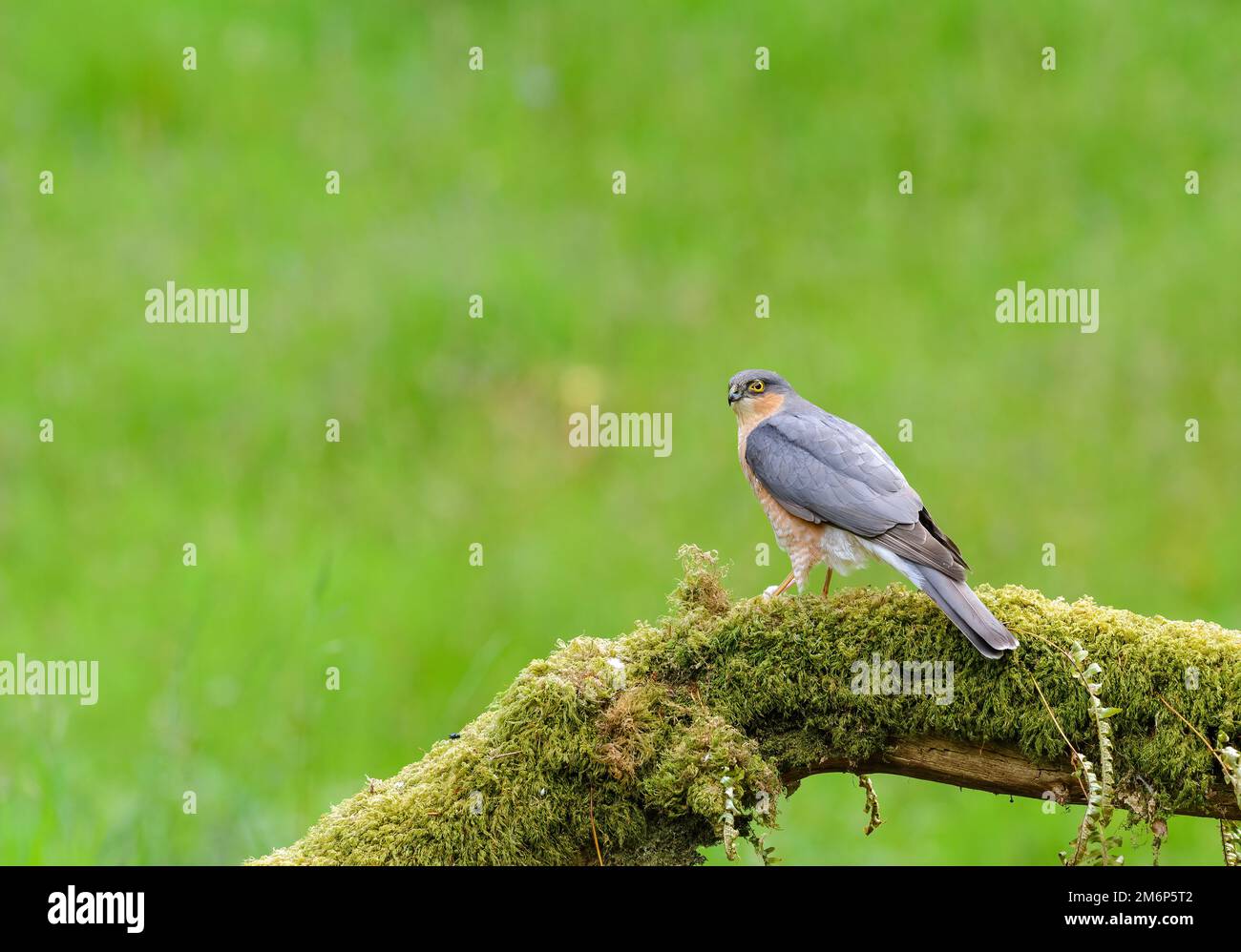 Sparrowhawk, Accipiter Nisus, on a lichen and moss covered log, in a woodland setting Stock Photo