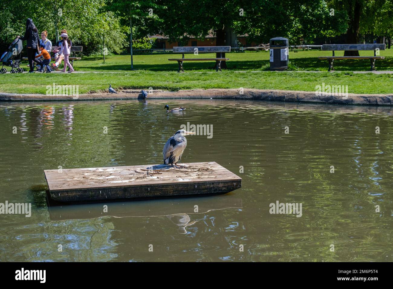 Adult grey heron with retracted neck and long sharply pointed beak sits on raft in middle of park lake looking for prey. Stock Photo