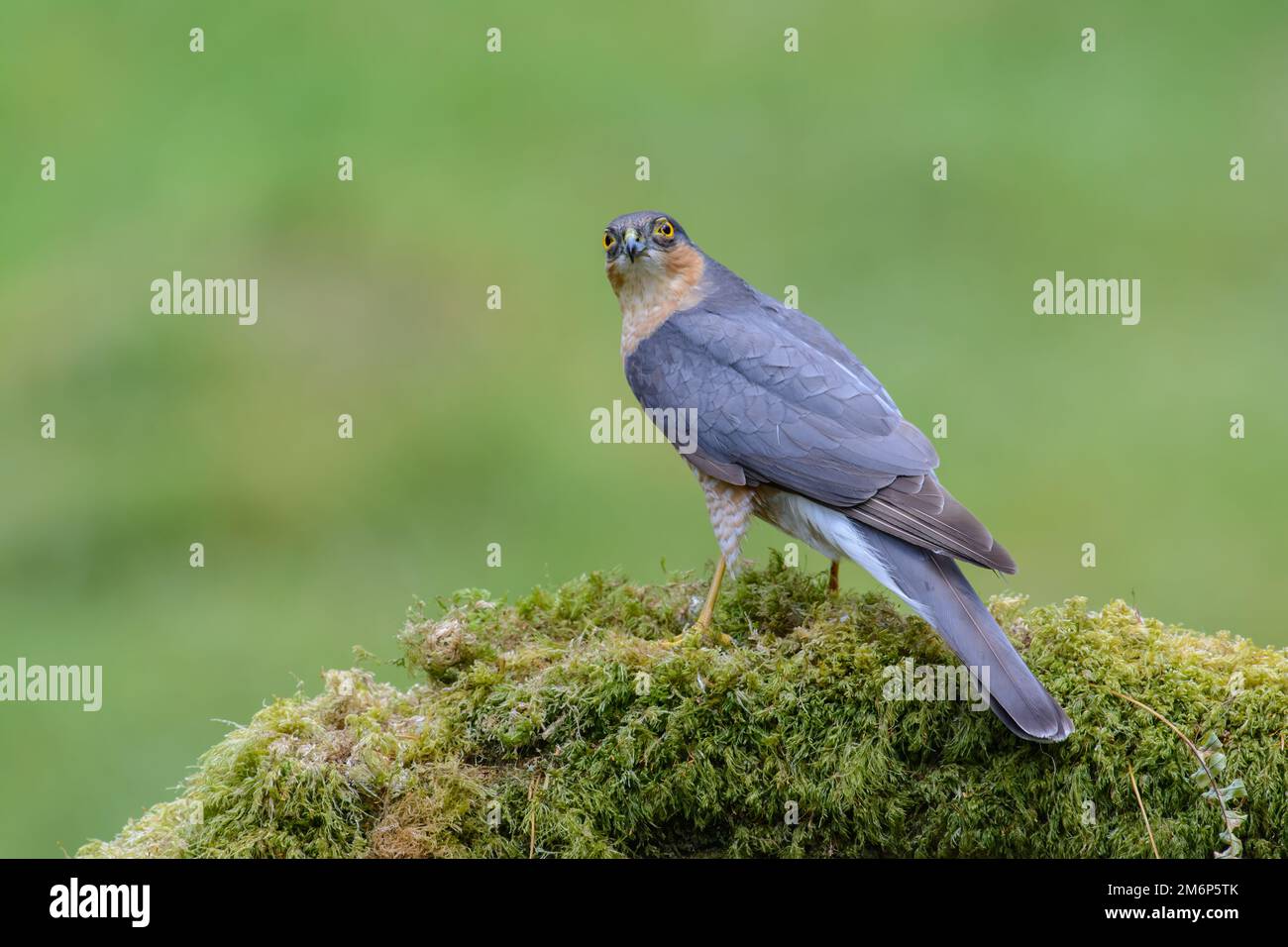 Sparrow hawk, Accipiter Nisus, perched on a lichen covered log, view from behind, head turned back, Blurred green background Stock Photo