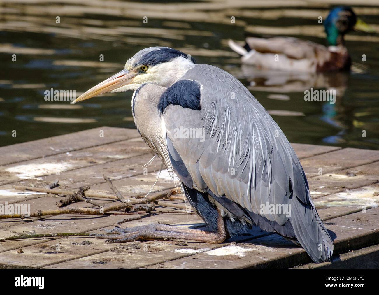 Close-up of Adult grey heron with retracted neck and long sharply pointed beak sitting on raft in lake looking for prey. Stock Photo