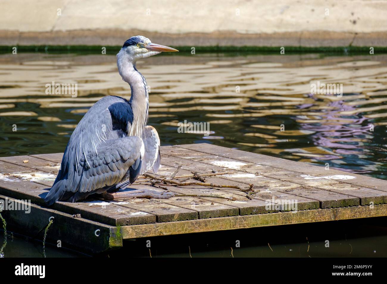 Adult grey heron with extended neck and long sharply pointed beak sits on raft in lake looking for prey. Stock Photo