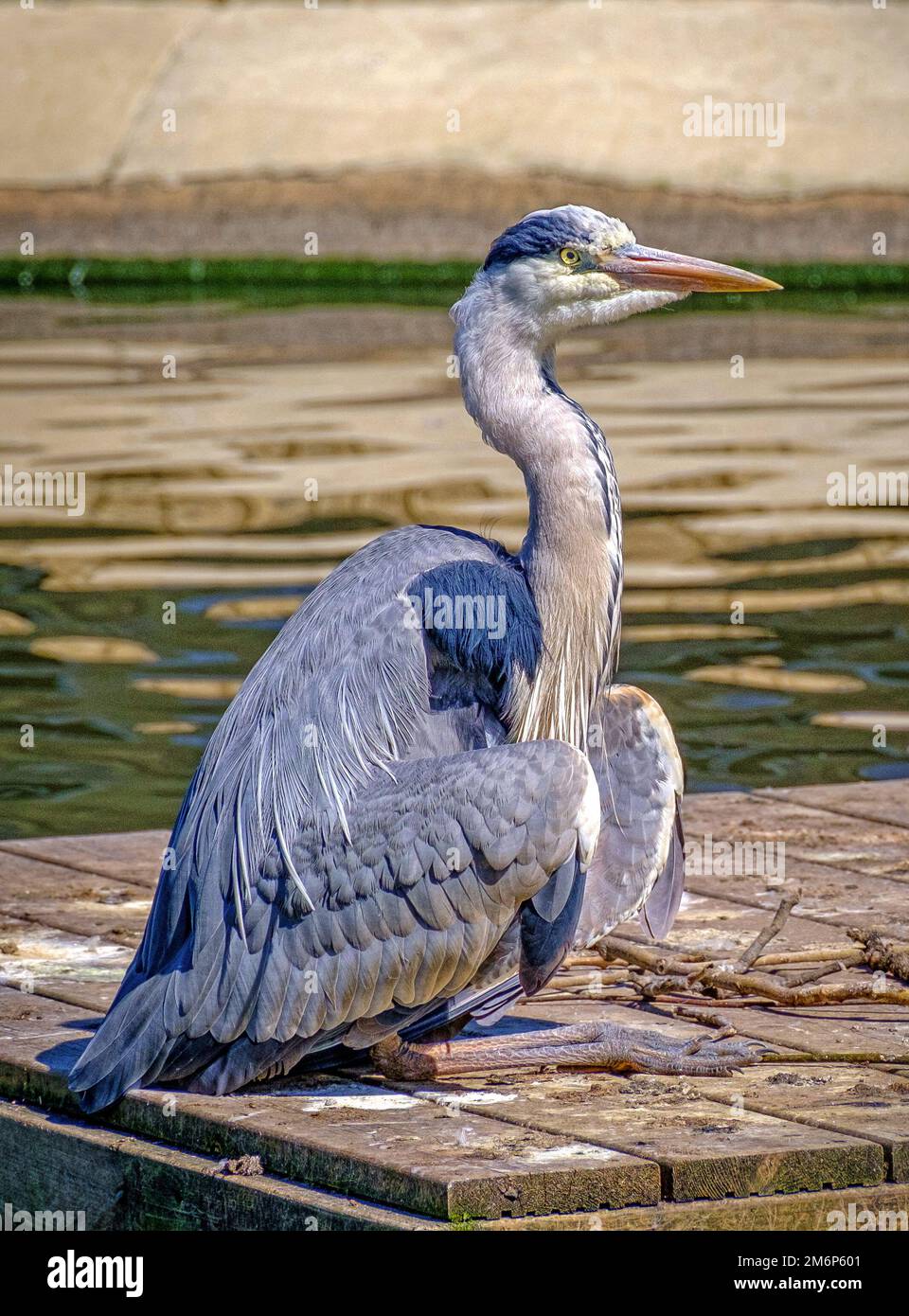 Adult grey heron with extended neck and long sharply pointed beak sits on raft in lake looking for prey. Stock Photo